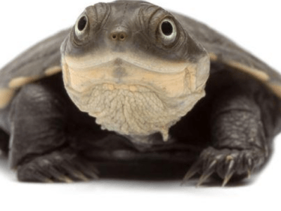 Adoption de tortues aquatiques : Guide essentiel pour&nbsp;débutants