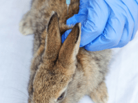 Protégez votre lapin des maladies: Vaccins&nbsp;essentiels
