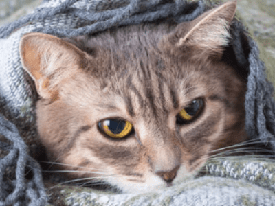 La PIF ou péritonite infectieuse&nbsp;féline