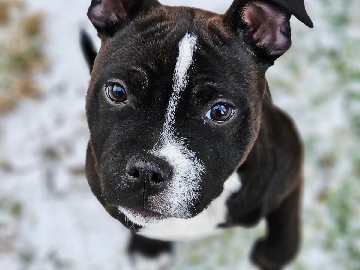 Les risques des épillets chez les chiens et les chats : dangers, symptômes et&nbsp;prévention