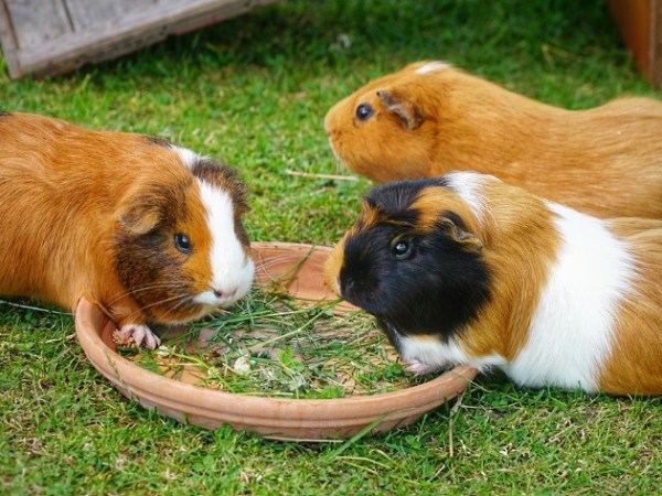Les aliments toxiques pour les NAC : ce qu’il ne faut jamais leur&nbsp;donner