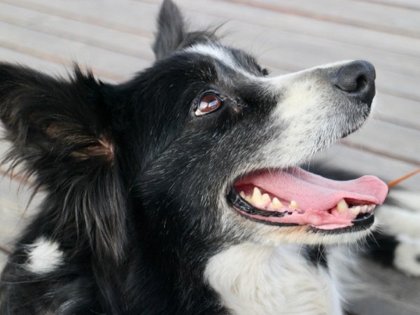 Border Collie : caractère, prix, entretien et conseils pour bien&nbsp;l’adopter