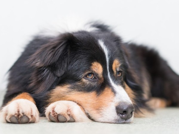 Berger Australien : caractère, prix, entretien et conseils pour bien&nbsp;l’adopter