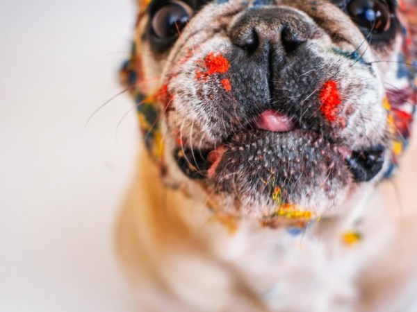 Bouledogue Français : caractère, prix, santé et conseils pour bien&nbsp;l’adopter
