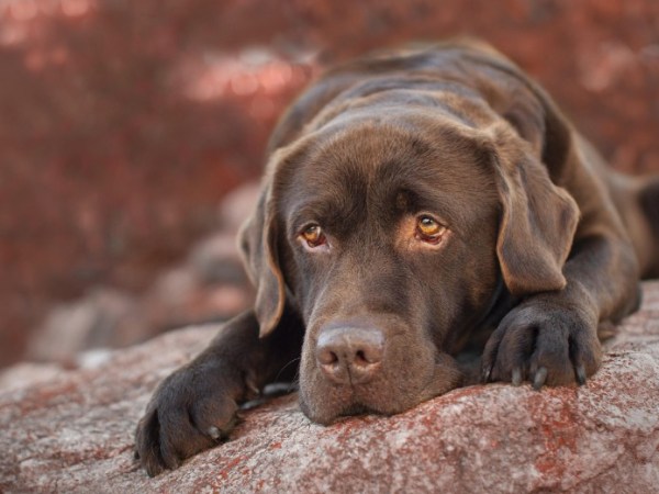Labrador: caractère, prix, entretien et conseils pour bien&nbsp;l’adopter