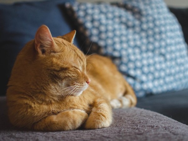 Comment rendre son chat heureux en appartement : conseils et&nbsp;astuces