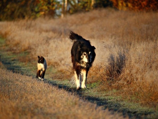 Les premières semaines après l’adoption : réussir l’arrivée de votre animal à la&nbsp;maison