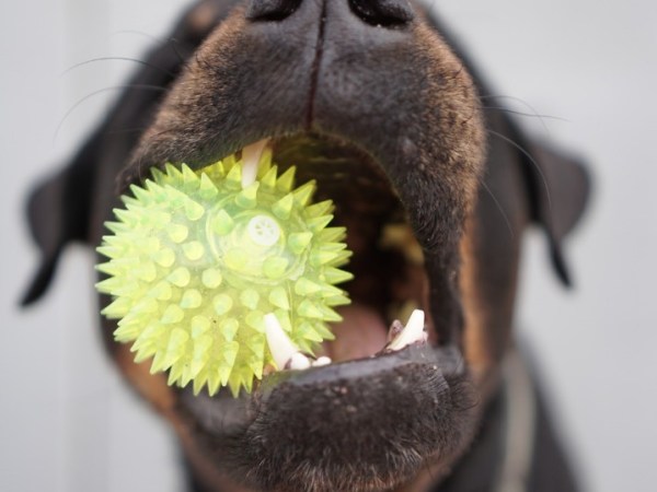 Les accessoires mentaux pour chiens : stimuler l’intelligence et le bien-être de ton&nbsp;compagnon