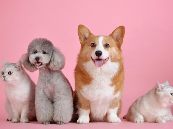 Préparer une adoption : tout ce qu’il faut savoir avant d’accueillir un animal chez&nbsp;soi