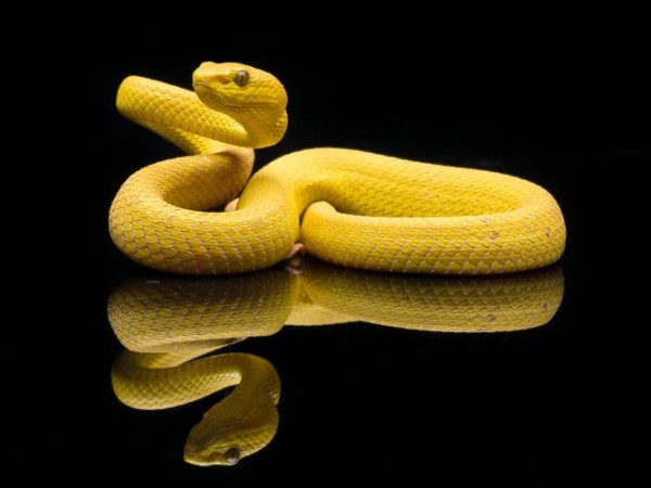 Éclairage UVB : indispensable ou non pour les reptiles&nbsp;?