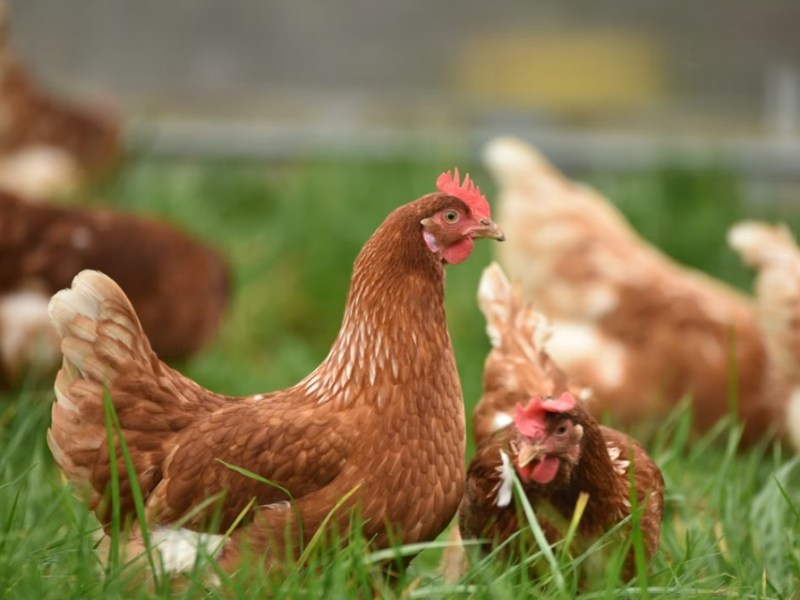 Accueillir ses premières poules : guide complet pour bien&nbsp;débuter