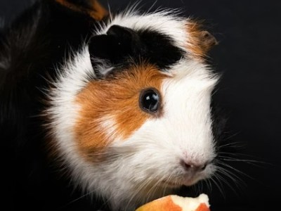 Vitamine C pour les cochons d’Inde : un indispensable pour leur&nbsp;santé